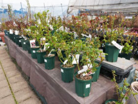 ３月入荷中の花苗の紹介