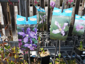 ３月入荷中の花苗の紹介