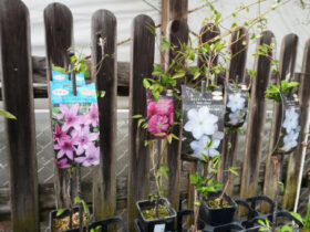 ３月入荷中の花苗の紹介