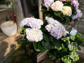 ３月入荷中の花苗の紹介