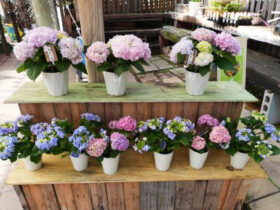 ３月入荷中の花苗の紹介