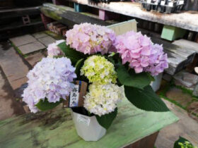 ３月入荷中の花苗の紹介