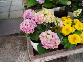 ３月入荷中の花苗の紹介