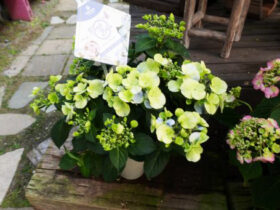 ３月入荷中の花苗の紹介