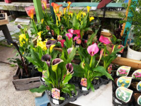 ３月入荷中の花苗の紹介