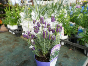 ３月入荷中の花苗の紹介