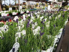 ３月入荷中の花苗の紹介