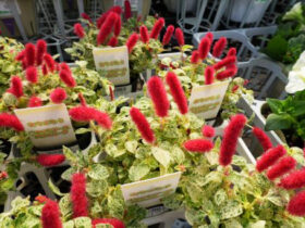 ３月入荷中の花苗の紹介