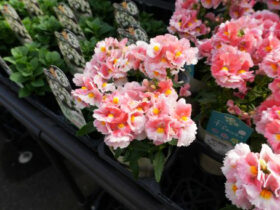 ３月入荷中の花苗の紹介