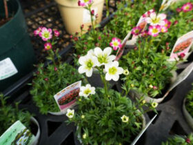 ３月入荷中の花苗の紹介