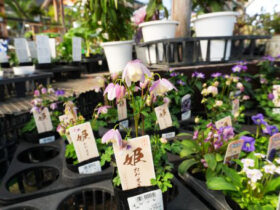 ３月入荷中の花苗の紹介