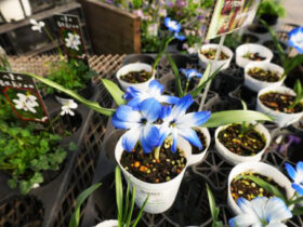 ３月入荷中の花苗の紹介