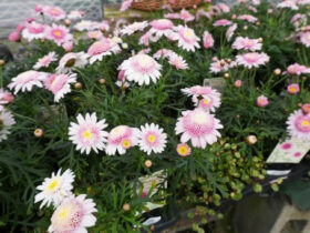 ３月入荷中の花苗の紹介