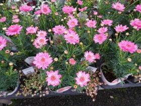 ３月入荷中の花苗の紹介