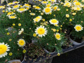 ３月入荷中の花苗の紹介