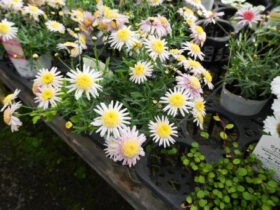 ３月入荷中の花苗の紹介