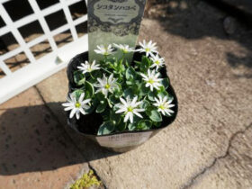 ３月入荷中の花苗の紹介