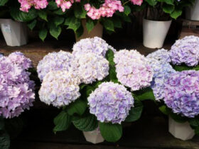 ４月入荷中の花苗の紹介