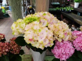 ４月入荷中の花苗の紹介