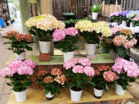 ４月入荷中の花苗の紹介