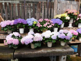 ４月入荷中の花苗の紹介