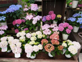 ４月入荷中の花苗の紹介