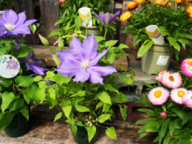 ４月入荷中の花苗の紹介