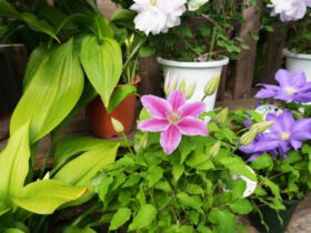 ４月入荷中の花苗の紹介