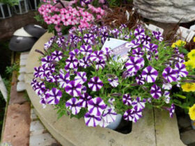 ４月入荷中の花苗の紹介