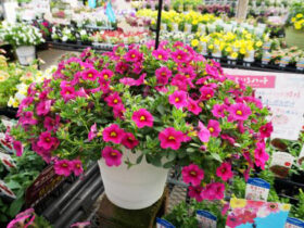 ４月入荷中の花苗の紹介