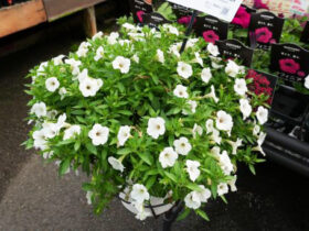 ４月入荷中の花苗の紹介