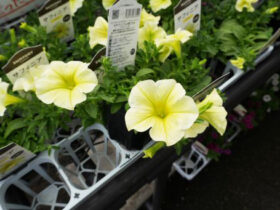 ４月入荷中の花苗の紹介