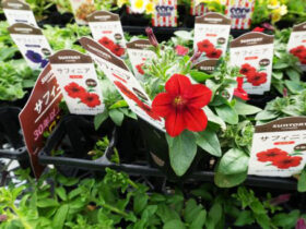 ４月入荷中の花苗の紹介