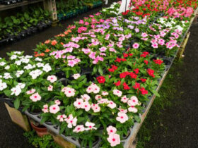 ４月入荷中の花苗の紹介