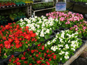 ４月入荷中の花苗の紹介