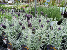 ４月入荷中の花苗の紹介