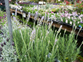 ４月入荷中の花苗の紹介