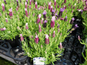 ４月入荷中の花苗の紹介