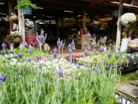 ４月入荷中の花苗の紹介