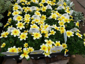 ４月入荷中の花苗の紹介