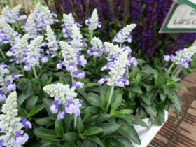 ４月入荷中の花苗の紹介