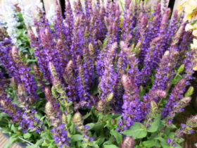 ４月入荷中の花苗の紹介