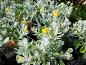 ４月入荷中の花苗の紹介