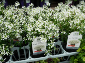 ４月入荷中の花苗の紹介