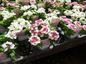 ４月入荷中の花苗の紹介