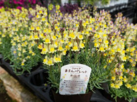 ４月入荷中の花苗の紹介