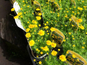 ４月入荷中の花苗の紹介