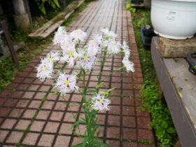 ４月入荷中の花苗の紹介