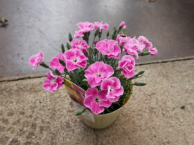 ４月入荷中の花苗の紹介