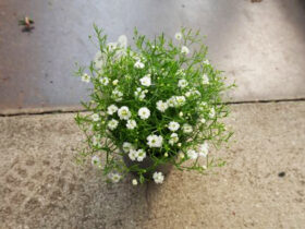 ４月入荷中の花苗の紹介